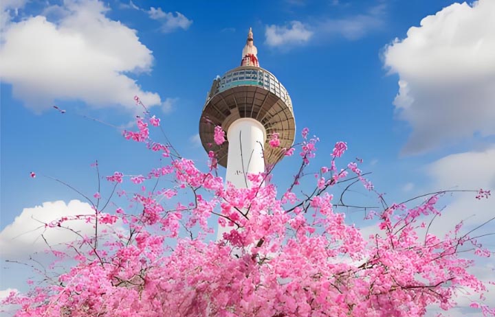korea cherry blossom forecast